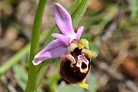 Ophrys vetula